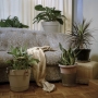 Christie Neptune  Drapery and Plants in Grandma's Living Room, 2019  Digital chromogenic print  30 x 30 inches