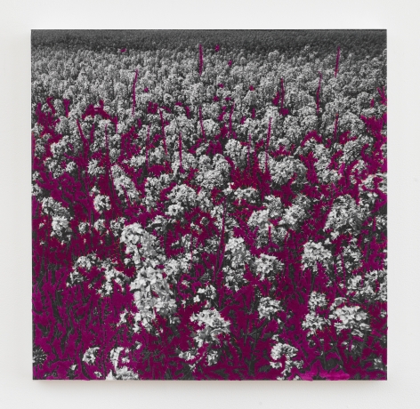 Berend Strik, "Magenta Garden", 2017, stitched c-print on tyvek, 20 inches by 20 inches.